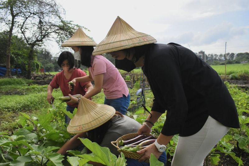 FMDS women harvest organic eggplants and okra from the FMDS GARDEN