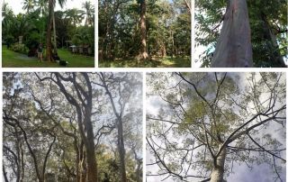 Philippine native trees from left to right: Akleng Parang (Albizia procera), Amugis (Koordersiodendron pinnatum), Bagras (Eucalyptus deglupta), Molve (Vitex parviflora), Paraiso (Melia azedarach). Source: Asst. Prof. Karl Abelard Edberto L. Villegas, Jr.