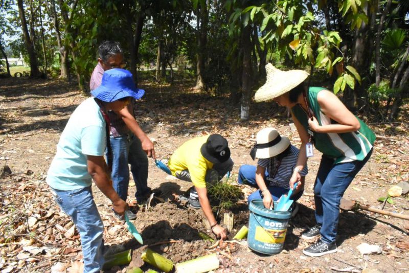Planting of Mountain Agoho seedling in the UPOU forest arboretum